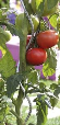 NAT6040111 Nature Tomatensteun spiraalvormig 1,80 m Spiraalvormige tomatensteun, hierdoor kan de stengel gemakkelijk opklimmen.
Lengte: 1,80 m
Diameter: 6,8 mm
 Nature Tomatensteunen spiraal 1,80 m